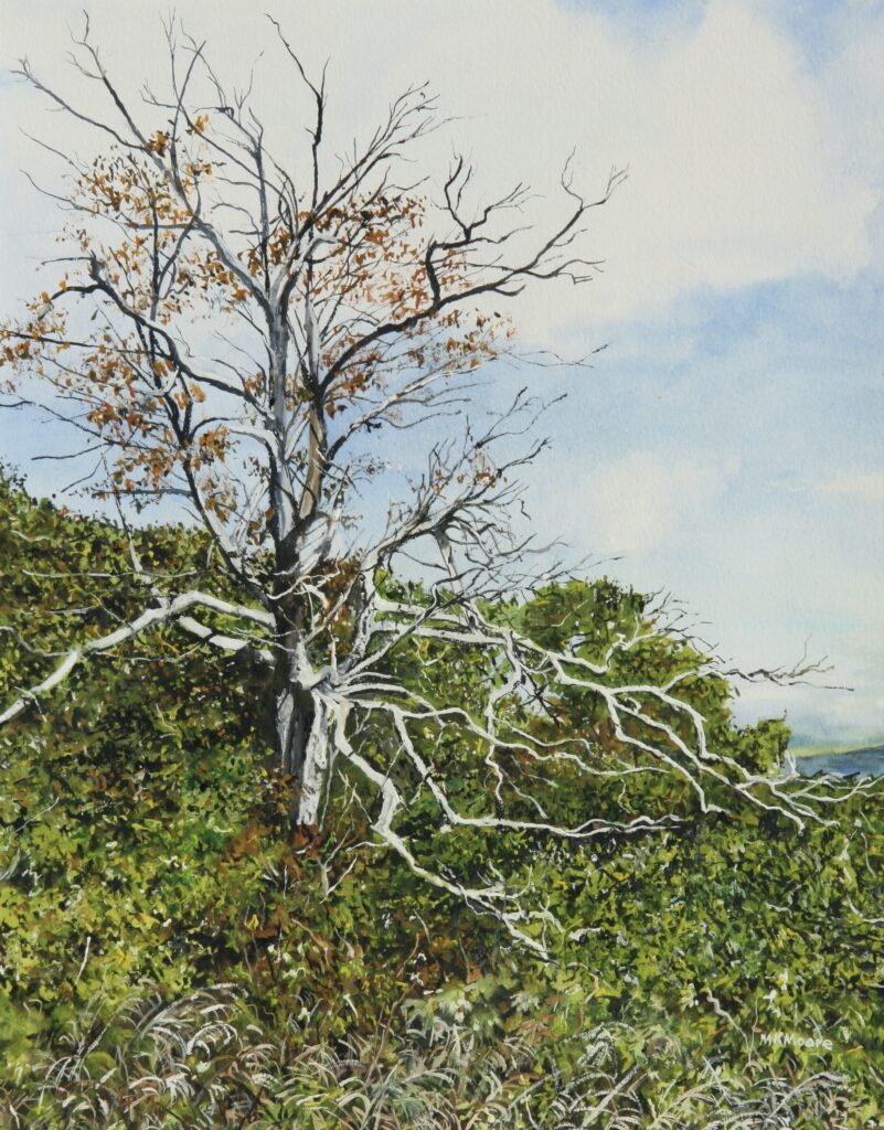watercolor painting by Martha K. Moore of dead tree along Skyline Drive near Front Royal, VA