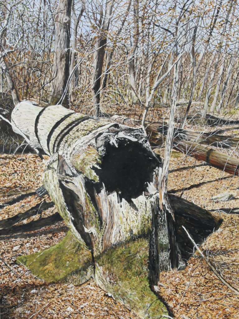 watercolor painting by Martha K. Moore a fallen tree with a gaping hole