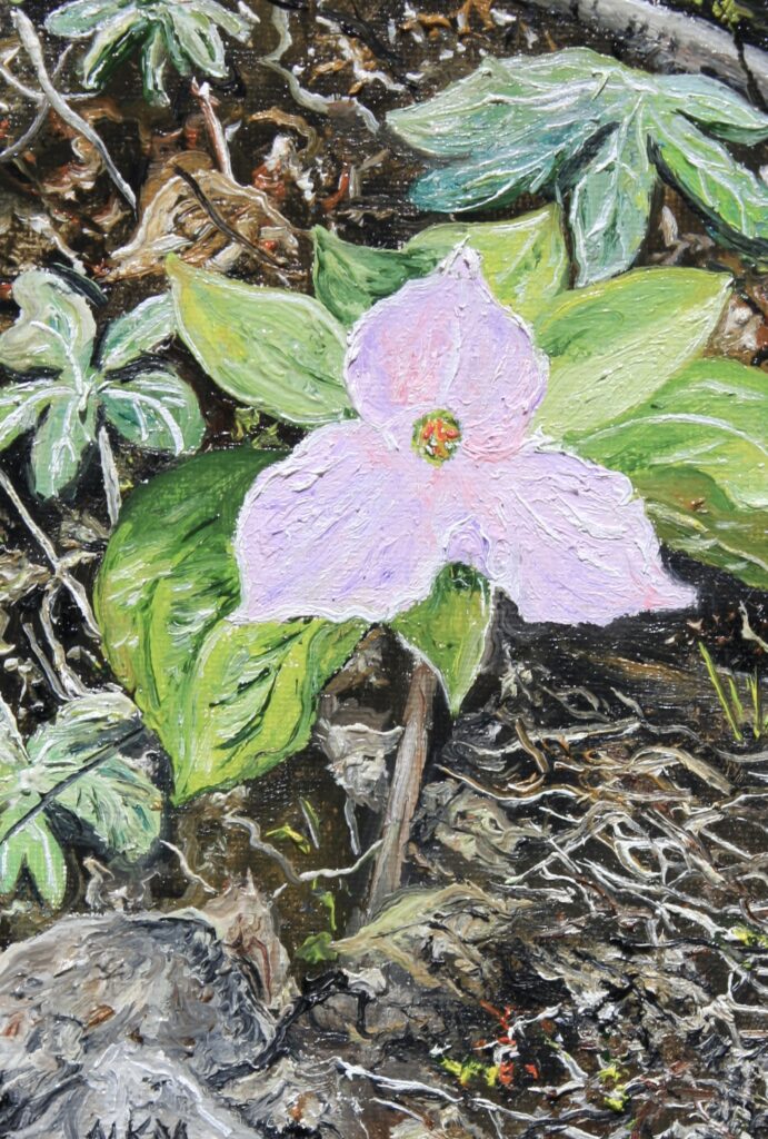 oil painting by Martha K. Moore of a single, pink Trillium blossom