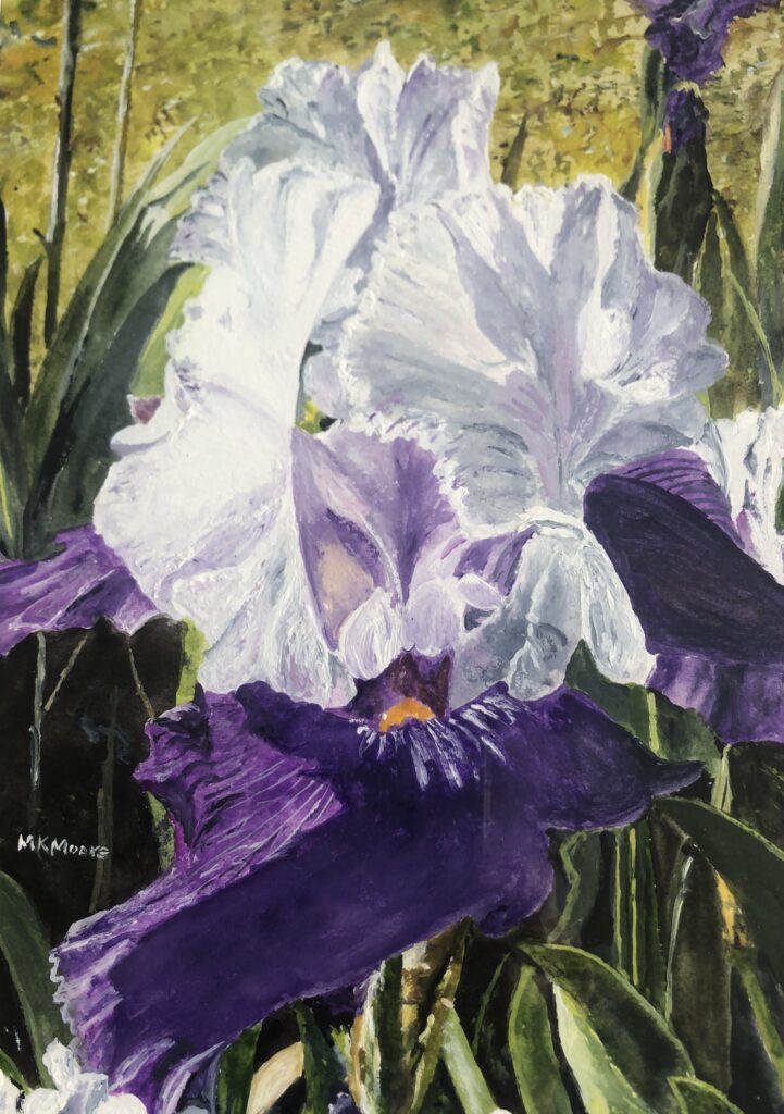 watercolor painting by Martha K. Moore of a large purple and white Iris blossom